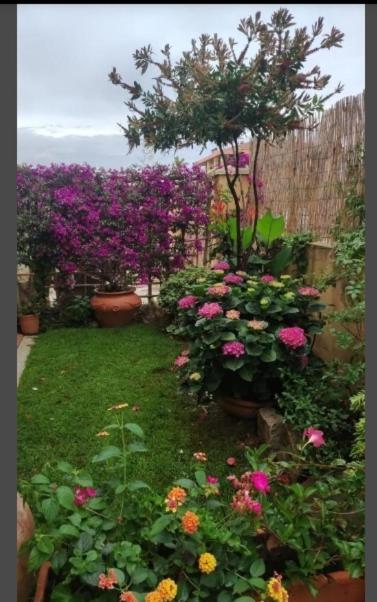 فيلا Casa Mariangela أولبيا المظهر الخارجي الصورة